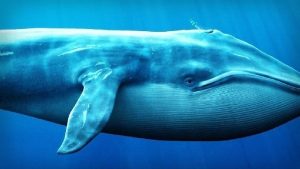 The Big Whale Goes All In: Accelerating Heavy Buying in This Altcoin