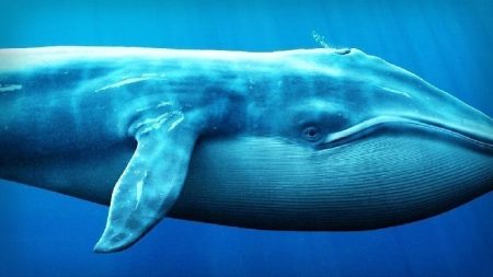 The Big Whale Goes All In: Accelerating Heavy Buying in This Altcoin