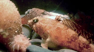 Deep Antarctic waters hold geometric communities of fish nests