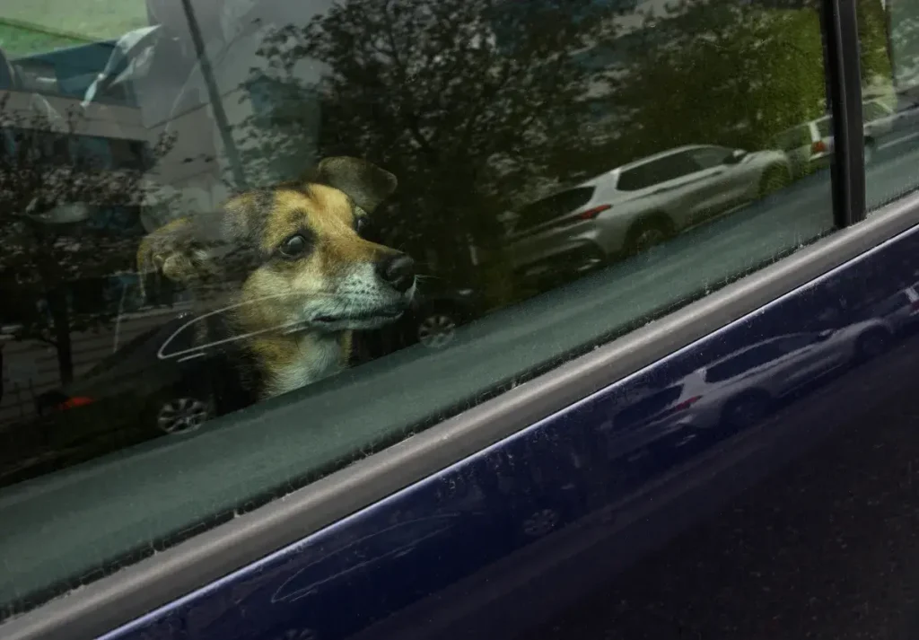 No One Prepared for Moment Two Dogs Lock Eyes Through Car Windows—’Sobbing’