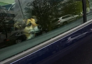 No One Prepared for Moment Two Dogs Lock Eyes Through Car Windows—’Sobbing’