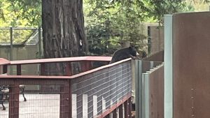 Wild bear makes ‘very polite’ surprise visit to California zoo before returning to forest