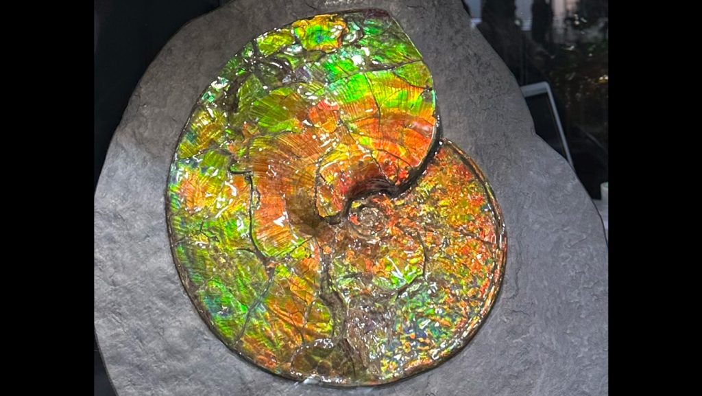 What causes the rainbow shimmer of ammolite gems?