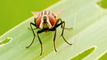 This fly’s flesh-eating maggot is making a comeback. Here’s what to know