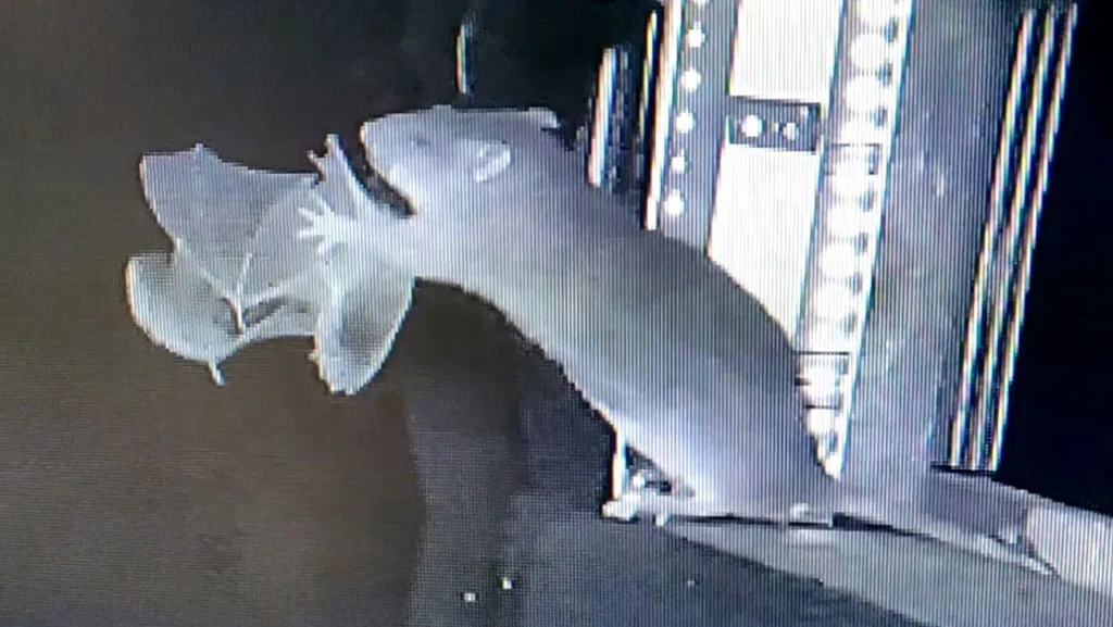 Rats are snatching bats out of the air and eating them