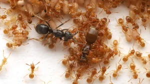 This parasitic ant tricks workers into committing matricide