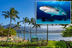 Shark attack has beachgoers in panic as popular Hawaii island goes on high alert