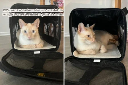 Owner forced to cancel the vet—can’t believe what cat does an hour later