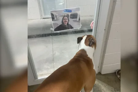 Man Checks on Dog at Boarding Facility, Not Prepared for Photo They Send