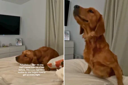 Shelter Dog Never Knew a Bed—His Night Routine After Adoption Melts Hearts