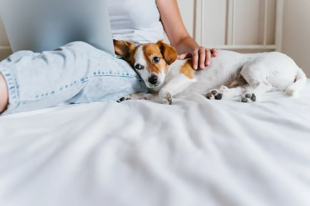 Dog Owner’s View When WFH All Day Melts Hearts: ‘Derpiest’