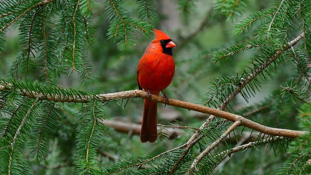 Backyard birding is booming — here are must-have gifts topping wish lists this season