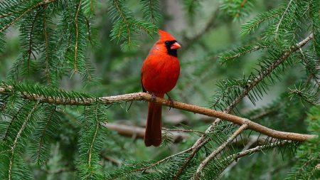 Backyard birding is booming — here are must-have gifts topping wish lists this season