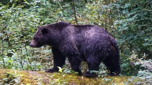 Teachers called ‘true heroes’ after repelling grizzly bear that attacked school group, injuring 11