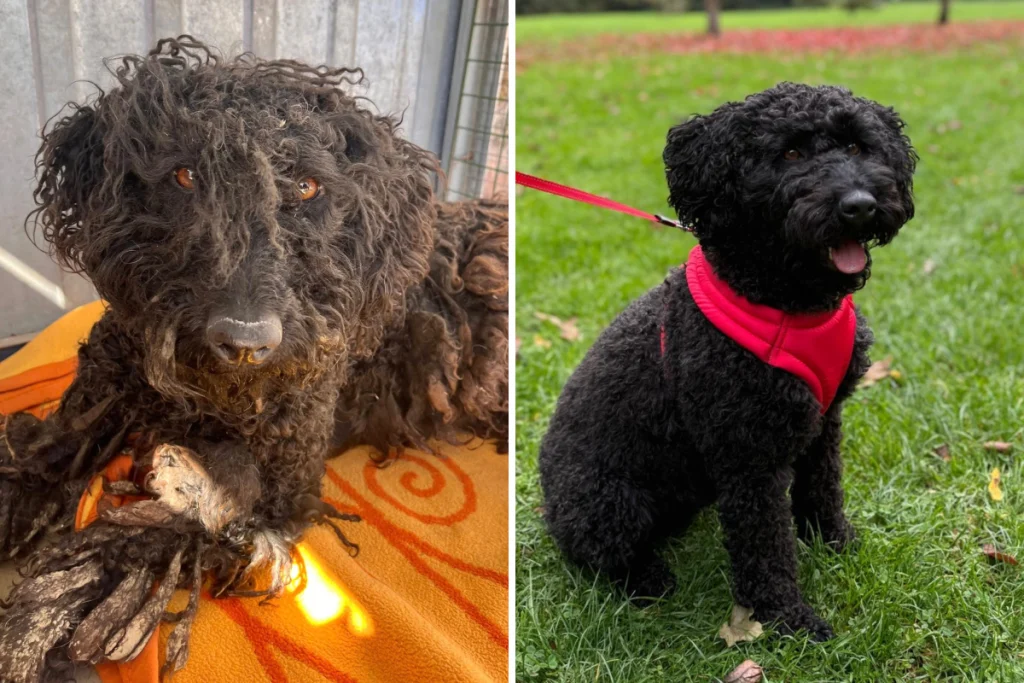 I Adopted a Nervous Dog—I Can’t Believe What She Did on Her First Day