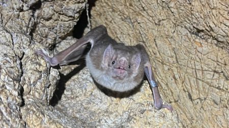 Bats might be the next bird flu wild card