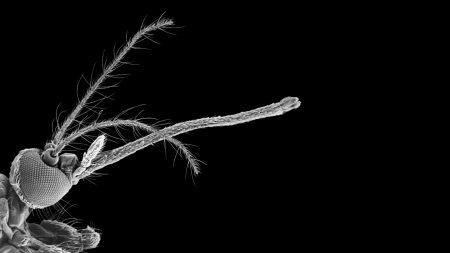 Mosquitos use it to suck blood. Researchers used it to 3-D print