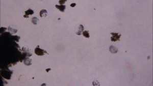 This giant microbe organizes its DNA in a surprising way