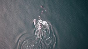 In a first, orcas and dolphins seen possibly hunting together