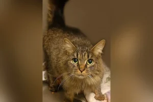 Cat lost during Hurricane Helene miraculously reunited with family after 443 days: ‘A Christmas miracle’