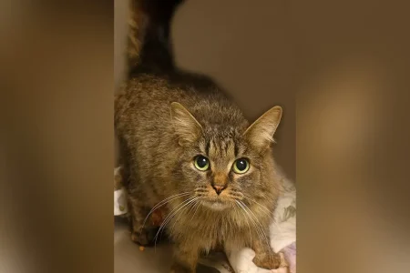 Cat lost during Hurricane Helene miraculously reunited with family after 443 days: ‘A Christmas miracle’