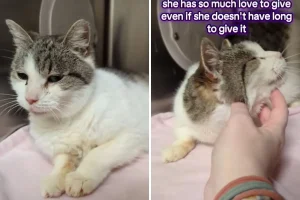 Tears as 15-year-old cat in shelter over Thanksgiving, and now Christmas