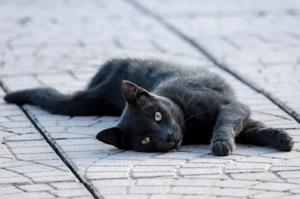 Hearts Melt at Viral Story of Cat That’s ‘So Stupid It’s Almost Concerning’