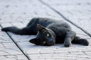 Hearts Melt at Viral Story of Cat That’s ‘So Stupid It’s Almost Concerning’