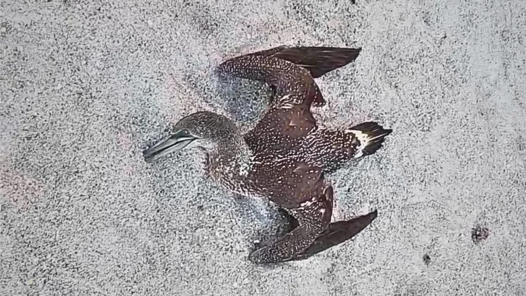 Dead birds on Florida beaches have experts worried about avian flu