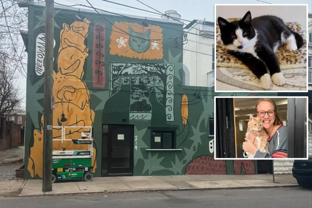 Virginia cat café shutters for rest of year after mischievous kitten floods business in ‘series of freak accidents’