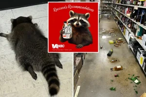Virginia liquor store trashed by drunk raccoon introduces new cocktails inspired by viral tipsy critter