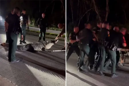 Wild video shows Florida police wrangle with massive 600-pound alligator in frantic scene