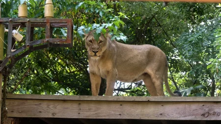 Teen with dreams of lion taming mauled to death after climbing into enclosure at zoo