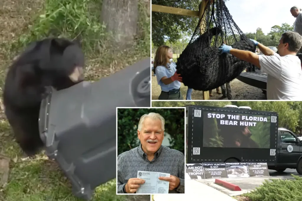 Florida kicks off first black bear hunt in a decade, despite pushback