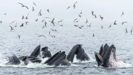 Canadian humpback whales thrive with a little help from their friends