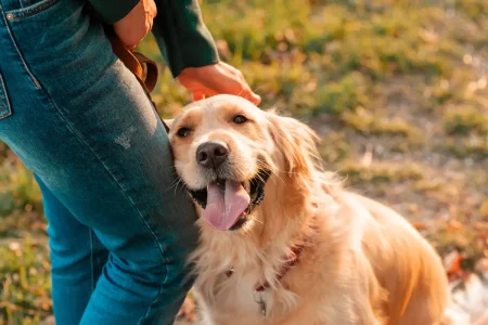 Majority of pet owners prioritize their animals’ budgets over their own needs