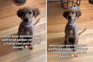 Owners DNA Test ‘Full Grown’ Dog Who’s 36lbs, Not Prepared for the Breed