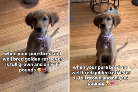 Owners DNA Test ‘Full Grown’ Dog Who’s 36lbs, Not Prepared for the Breed