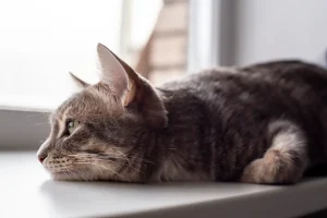 Vet Reveals How Long It Takes for a Cat To Forget You, and It’s Surprising