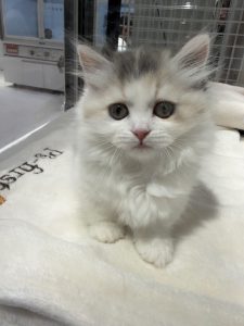 Rover acquires Meowtel, a cat-sitting marketplace in the U.S.