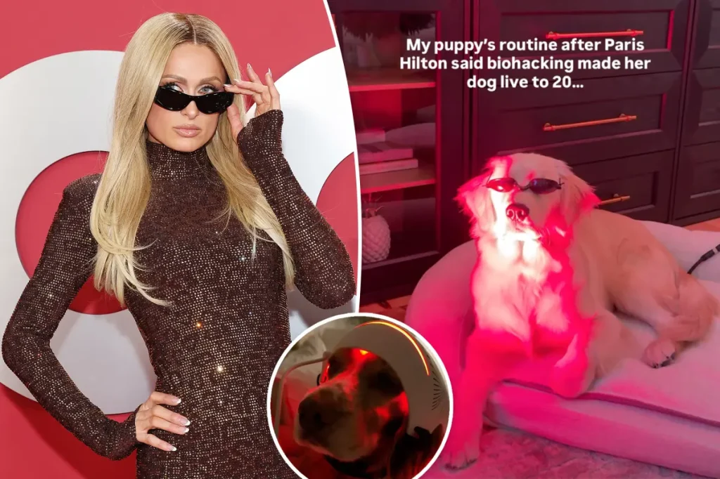Exclusive | Dog owners are pushing red-light therapy on pups to make them live longer — but experts say it’s not a ticket to eternal life