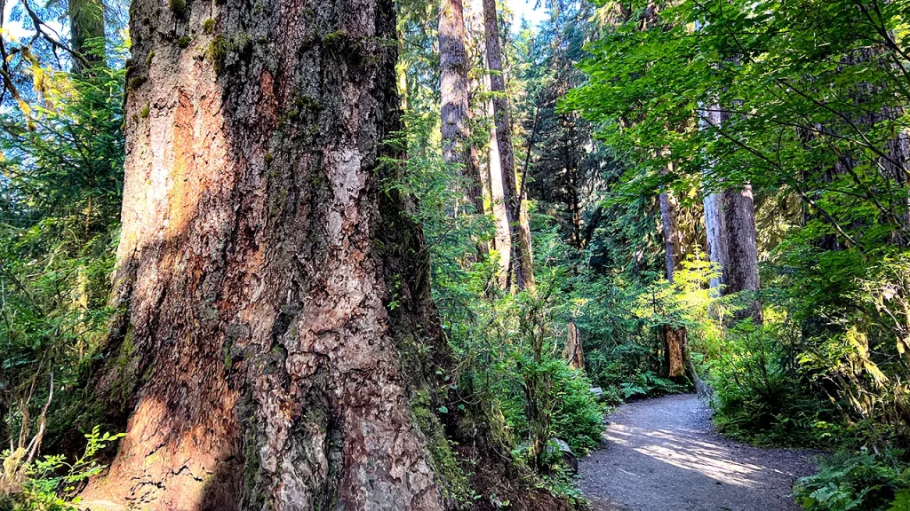 2 hikers in Olympic National Forest killed after tree falls on popular trail