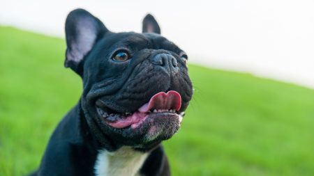 Some dog breeds carry a higher risk of breathing problems