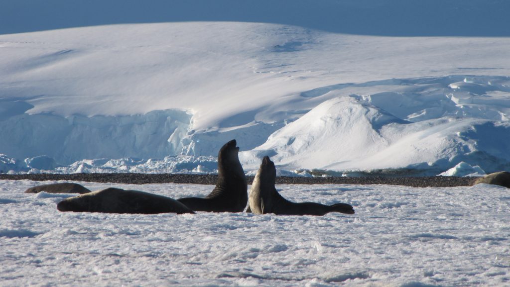 Halting irreversible changes to Antarctica depends on choices made today