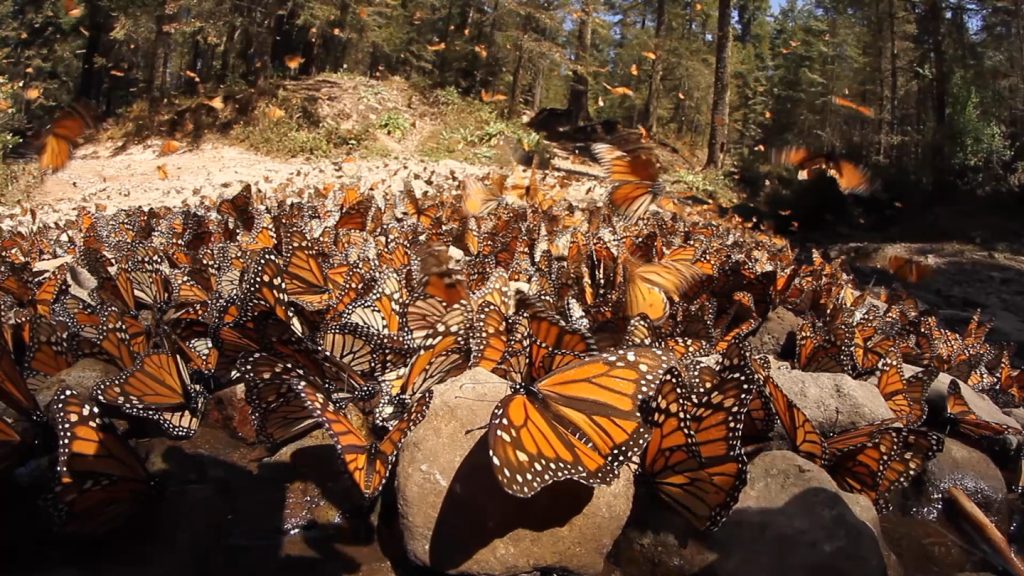 Climate change could threaten monarch mass migration