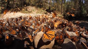 Climate change could threaten monarch mass migration