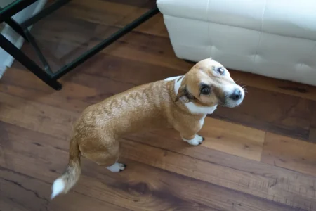 Scientists Tested Dogs vs Cats When Owners Need Help—Results Are Clear