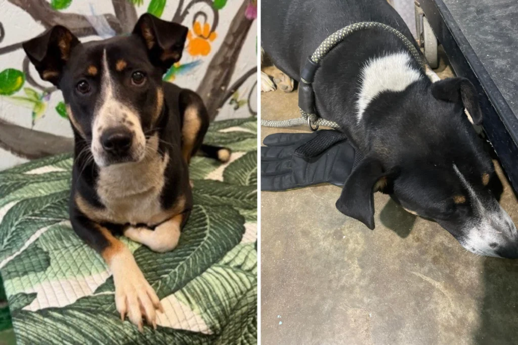 Shelter Finds Dumped Dog Clutching Glove Then Realizes Why She Won’t Let Go