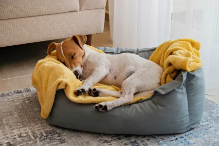 Your Dog’s Bedtime Routine Could Be Stressing Them Out—Here’s How to Fix It