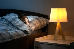 Vet Reveals Common Home Feature That Could Be Making Your Dog Anxious